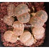 C030 - Plant